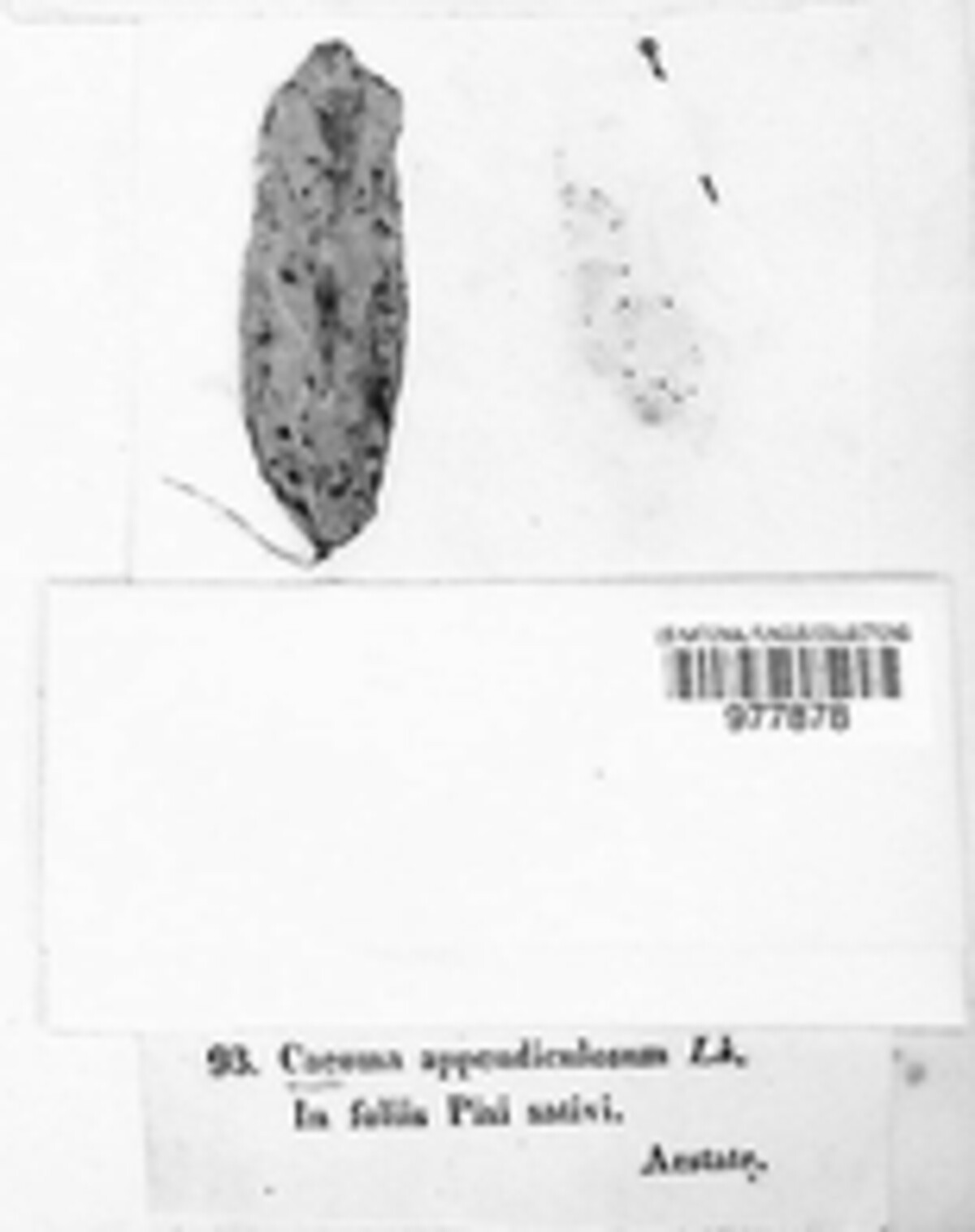 Caeoma appendiculosum image